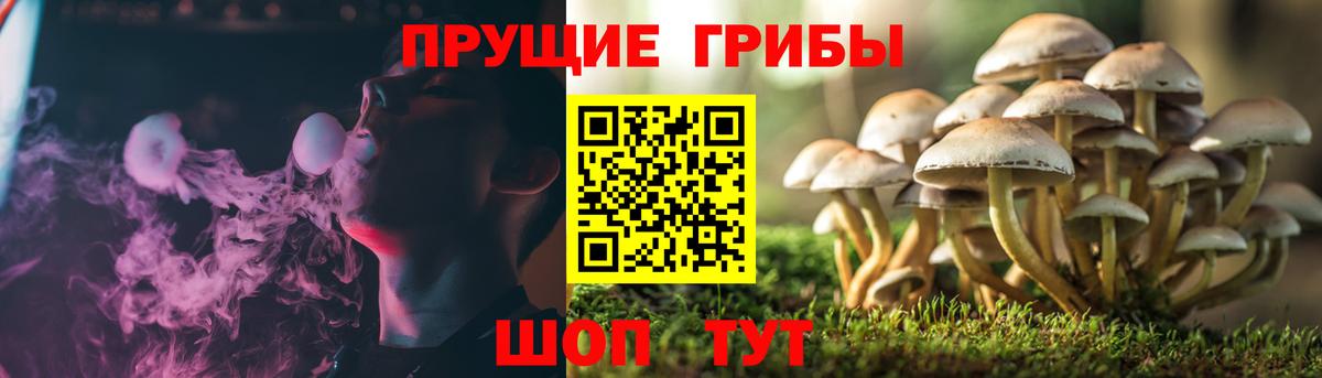Псилоцибиновые грибы Cubensis Гуково